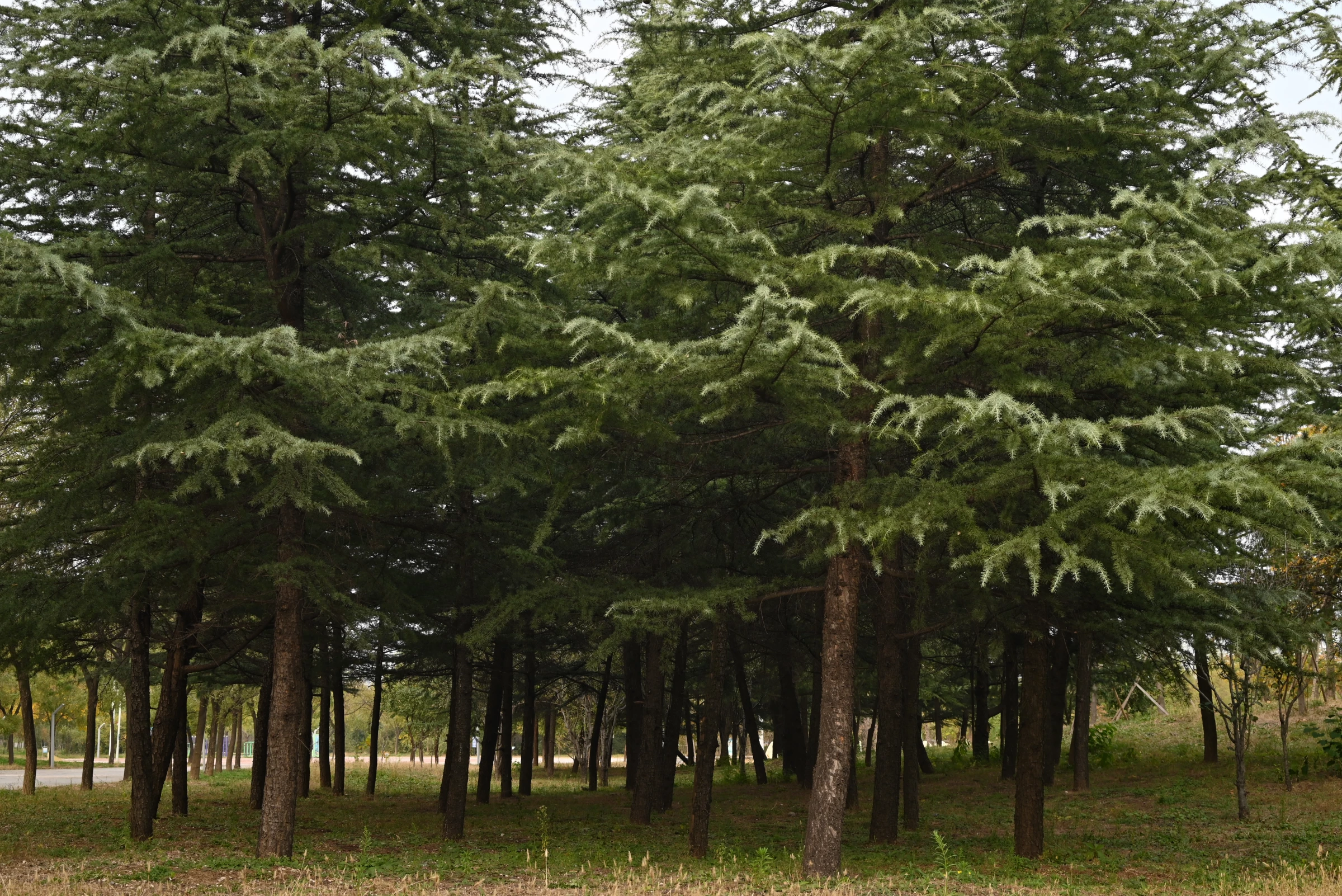 公园.webp