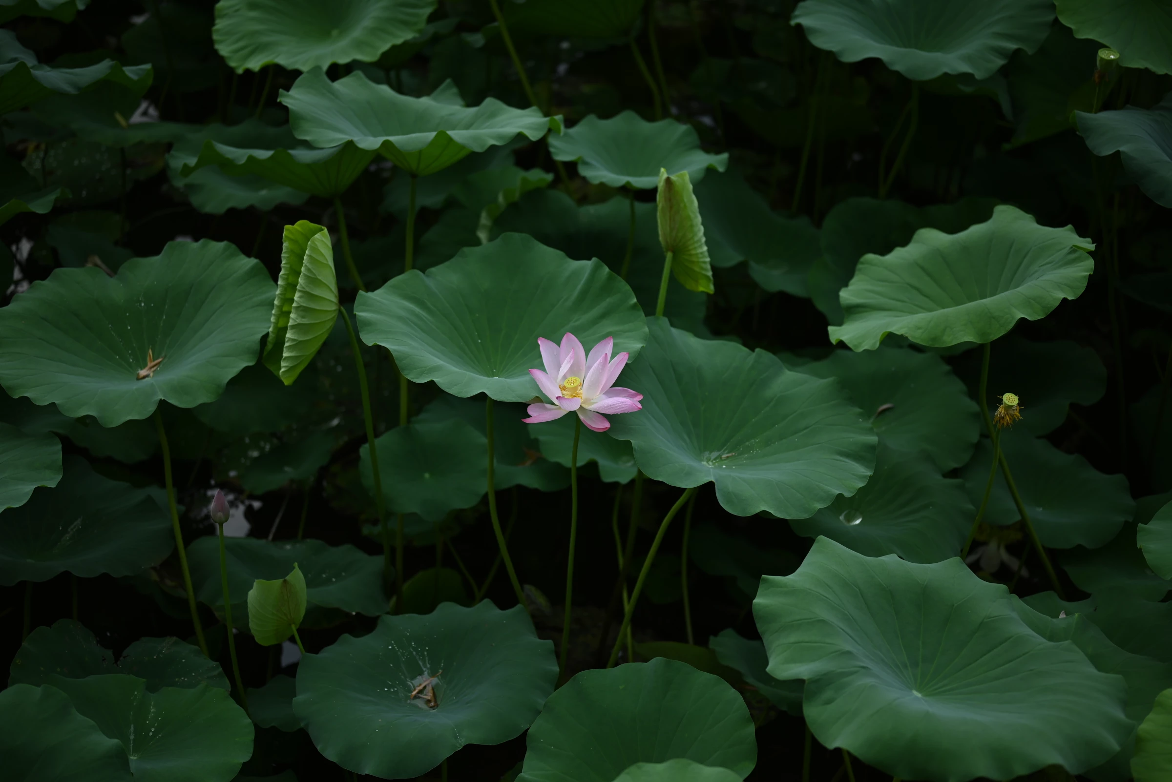 大明湖荷花.webp